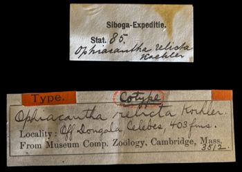 Media type: image;   Invertebrate Zoology OPH-3512 Description: Original handwritten specimen labels;  Aspect: labels